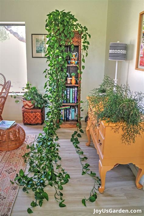 Full Pothos Plants With Long, Lush Vines: Care & Growing Tips