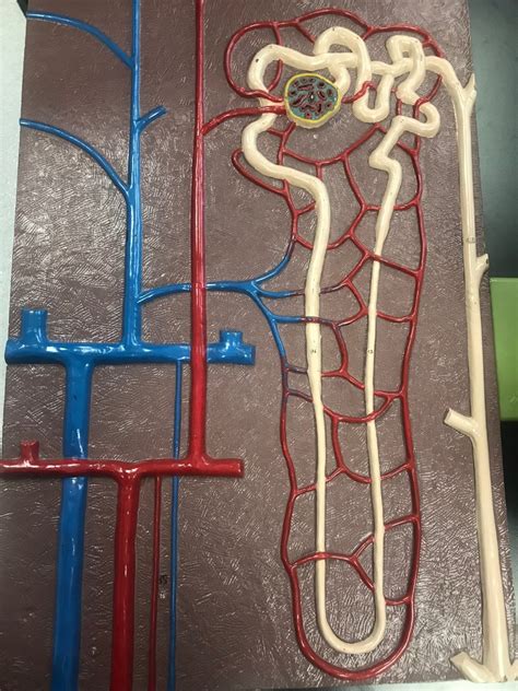 Image result for Nephron Model Project Images Using Clay