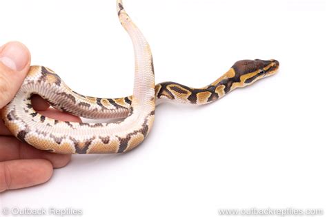Wild Ball Python 的图像结果