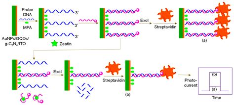 Applications of Graphene Quantum Dots in Biomedical Sensors