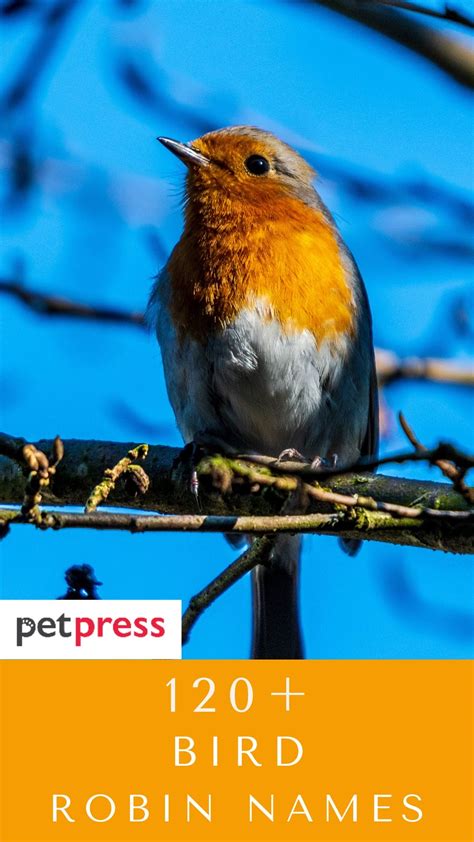 120+ Robin Names: Name Ideas to North America's Favorite Bird