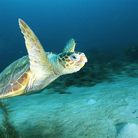 Loggerhead Turtle 的图像结果