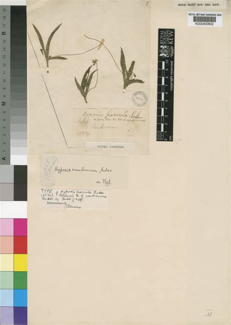 Hypoxis parvula Baker | Plants of the World Online | Kew Science
