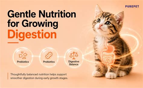 Purepet Kitten Dry Cat Food 1.2kg Pack | Mackerel Flavour | Active ...