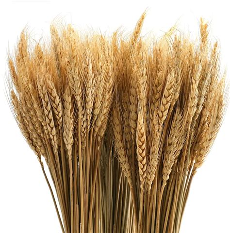 VRB Dec™ Dried Wheat Stalks for Decorating for Table Home Kitchen ...