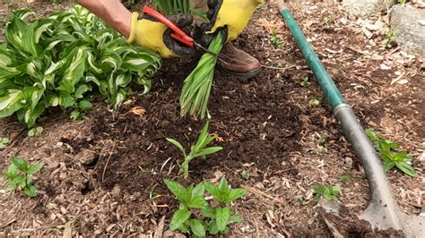 How To Divide And Plant Irises at Daniel Chavez blog