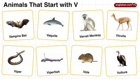 20+ Animals that Start with V ( With Pictures and Facts )