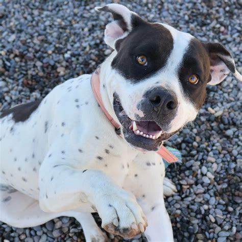 Smart Giving - Roice-Hurst Humane Society