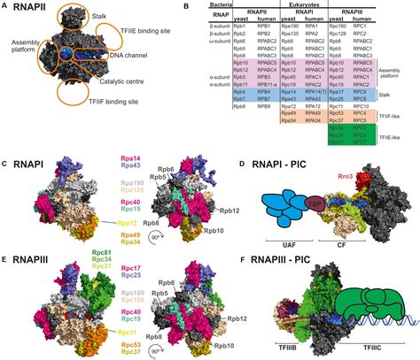 RNA Polymerase Structure 的图像结果