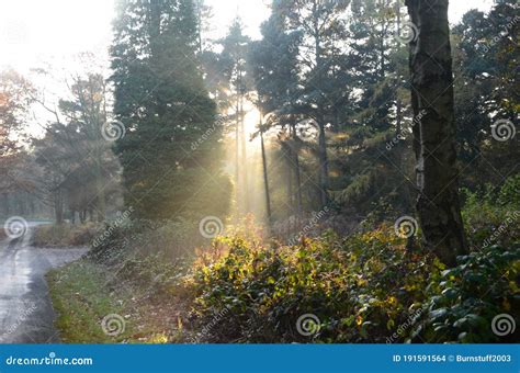 Le Nord Yorkshire Maures Woodlands National Park Photo stock - Image du ...
