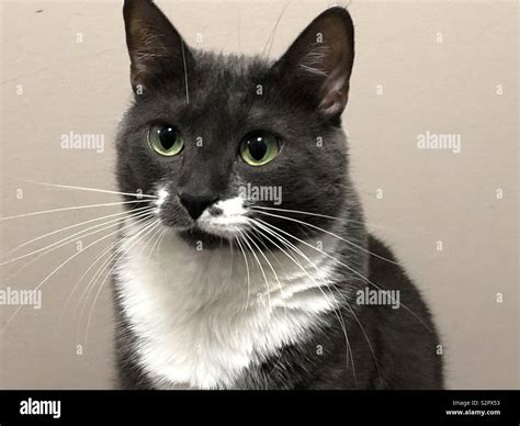 Grey tuxedo cat hi-res stock photography and images - Alamy