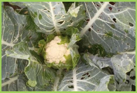 Cauliflower Diamondback Moth | Cauliflower Pest | Symptoms & Control ...