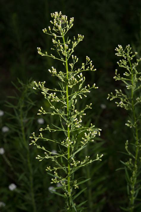 Conyza canadensis (Horseweed)