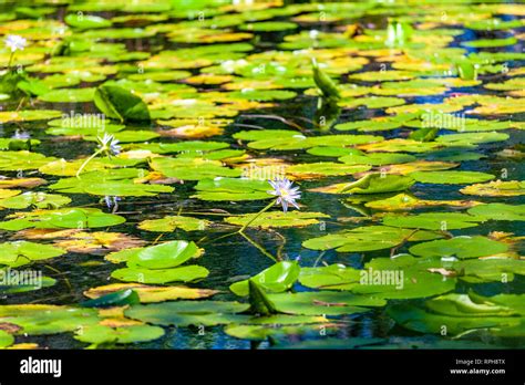 Pond 的图像结果