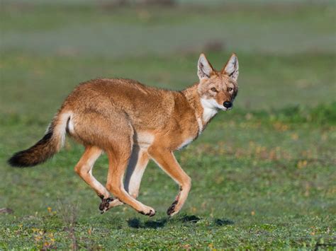 Image result for Wolves Types