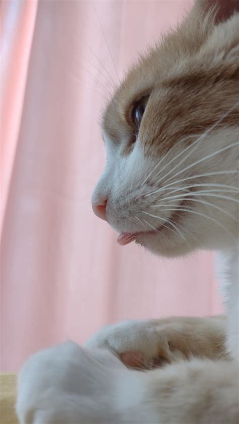 my cat's scratchy tongue is so cute 👅😻 : r/catpics