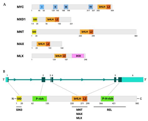 The Multiple Faces of MNT and Its Role as a MYC Modulator