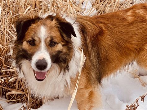 Image result for shepherds