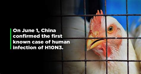 From Bird Flu To SARS And COVID-19: Virus Infections On Humans 'First ...