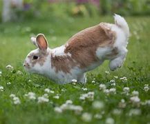 Image result for Bunny Jumping Funny