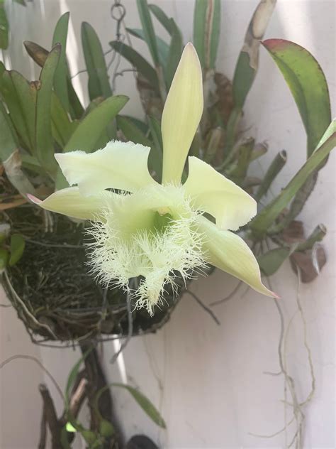 Una mirada biológica a la Flor Nacional (Rhyncholaelia digbyana ...