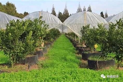 因承包到期土地回收，山东农民清地处理30棵乌克兰大樱桃，太值了 - YouTube