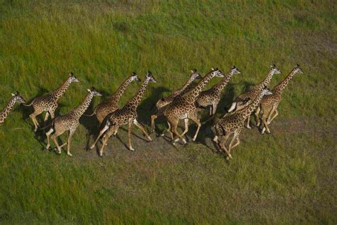 Giraffe Facts: Habitat, Behavior, Diet