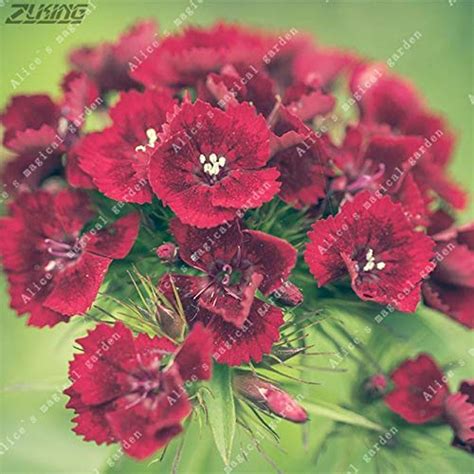 75 Pcs Pink Dianthus Carnation Perennial Flowers Home Garden Seeds ...