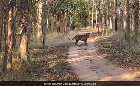 तूफानी रफ्तार में भारतीय गौर को खदेड़ता दिखा बाघ, दुर्लभ दृश्य देख डरे ...