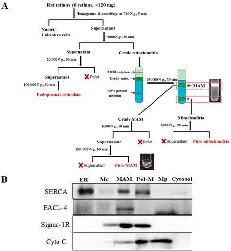 Proteomic Analysis of Retinal Mitochondria-Associated ER Membranes ...