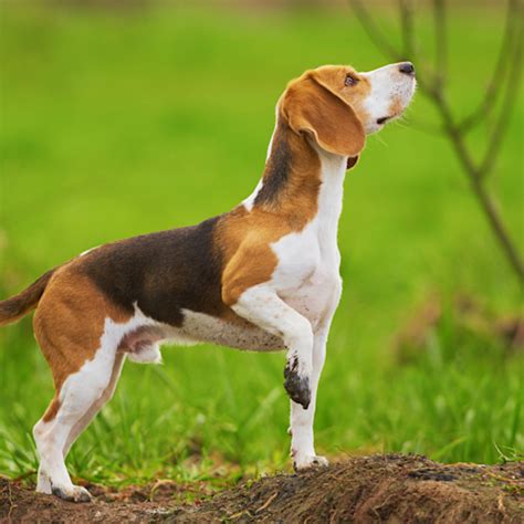 Buy Best Quality Beagle Puppy from Kolkata. – Dog Breeders Kolkata