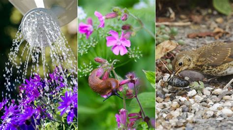 Image result for Homemade Slug Control