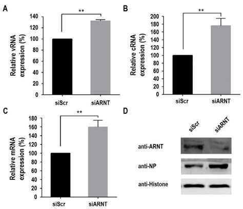 ARNT Inhibits H5N1 Influenza A Virus Replication by Interacting with ...