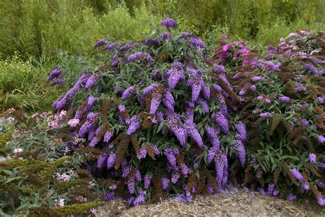 Year of the Buddleia: Photos of This Butterfly-Attracting Shrub
