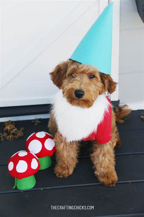 DIY Dog Costume Garden Gnome - The Crafting Chicks
