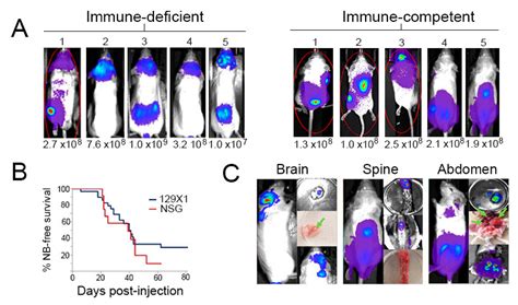 Adaptation of the Th-MYCN Mouse Model of Neuroblastoma for Evaluation ...