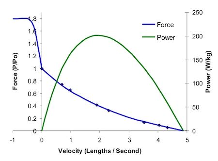 Image result for Tension Force Muscle Graph