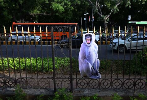 India is putting cardboard cutouts of monkeys around New Delhi and ...
