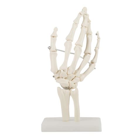Buy Re Hand Skeleton Model-Medical Anatomical Life-size Human Hand ...