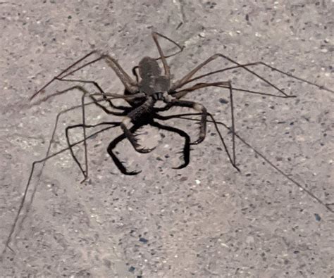 Dangerous Bugs in Mexico