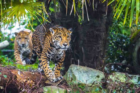 18 Wildest Apex Predators: World's Top Predator Species