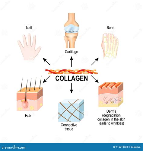 Collagen is the Main Structural Protein in the: Connective Tissues, Cartilages, Bones, Nails ...