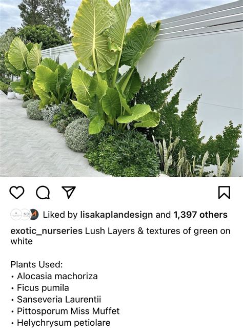 White Ficus Pumila Plants