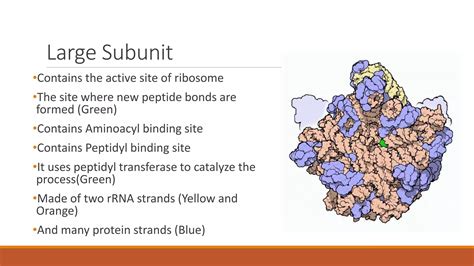 Ribosome ppt (introduction structure & Function) | PPTX