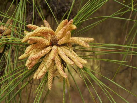 Loblolly Pine Tree Cones Pine Trees, Loblolly, 2 Sizes To Choose, Free