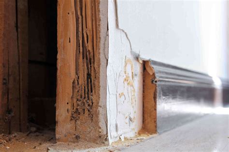 Termite Damage Repair Cost Estimate: Factors, Methods, and Tips ...