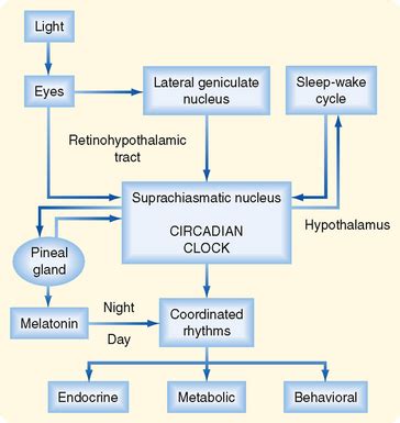 Image result for Positive Feedback Loop Endocrine System