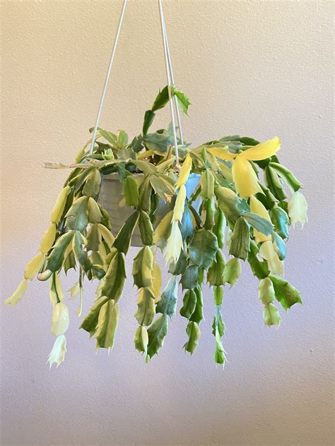 Schlumbergera | Plants, Cool plants, Indoor plants