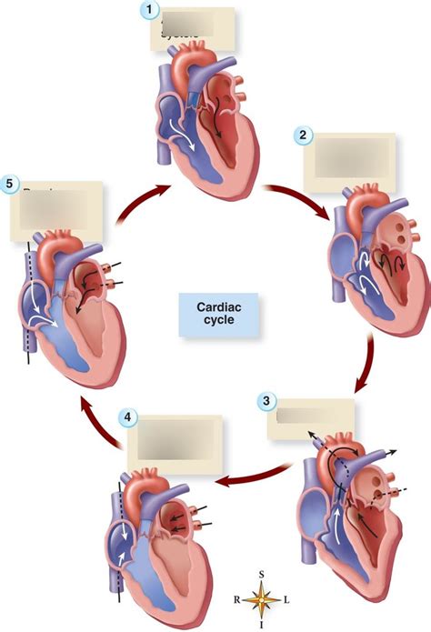 Image result for Cardiac Cycle Tutorial