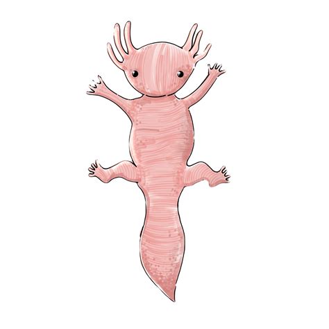 300,000+ Free Axolotl Animal & Animal Images - Pixabay